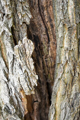 Cracked bark of a very old tree