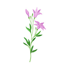 Wildflower Specie or Herbaceous Flowering Plant with Purple Flower Bud Vector Illustration