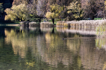 reflection of trees in the water