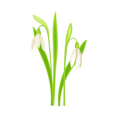 Galanthus or Snowdrop as Wildflower Specie or Herbaceous Flowering Plant Vector Illustration