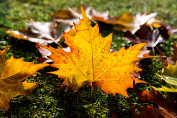 yellow maple leaf
