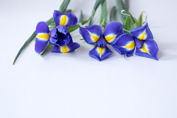 Blooming blue iris flowers on white. Spring flowers