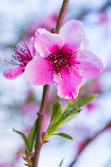 Peaches trees. Orchard. Fruit garden. Pink flowers close-up. Soft selective focus.