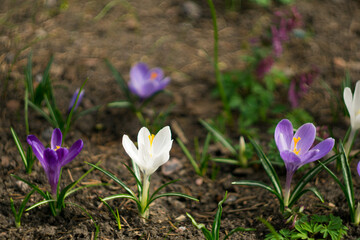 Purple and white crocus flowers bloom