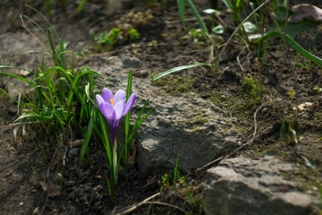 One purple crocus blooms