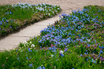 Blue little flowers bloom