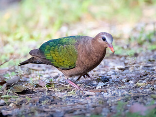 Asian Emerald Dove (Chalcophaps indica)