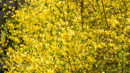 Forsythia yellow flowers bloom in spring