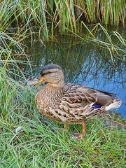 Ente