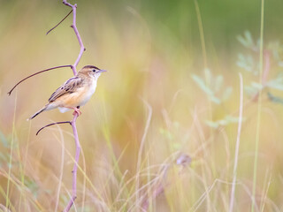 Zitting Cisticola (Cisticola juncidis)