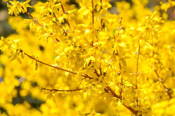 Forsythia yellow flowers bloom in spring