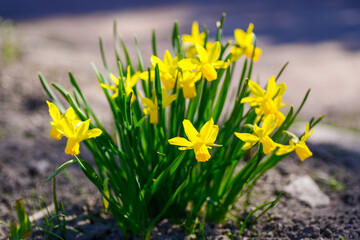 Yellow daffodils blooming