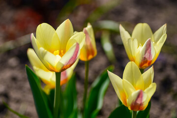 Fototapeta premium Yellow tulips blooming