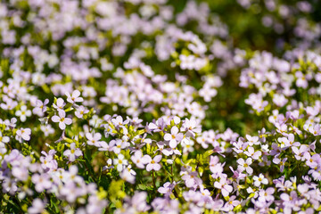 Small pink flowers blooming