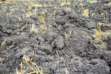 Cultivated land in the field