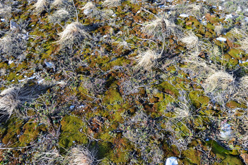 dry grass and moss
