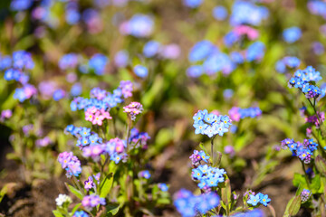Obraz premium Blue forget-me-not flowers blooming