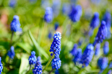 Blue muscari flowers blooming