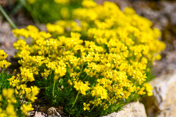 Small yellow flowers blooming
