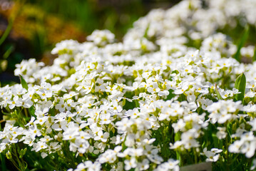 Small white flowers blooming