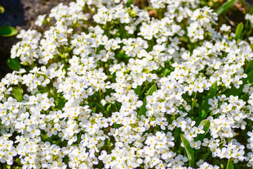 Small white flowers blooming