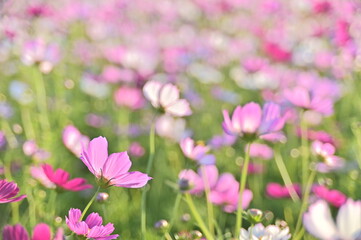 Obraz na płótnie Canvas Close-up of beautiful cosmos flowers against the blurred flowers field.