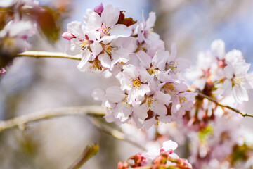 Sakura blooms in spring