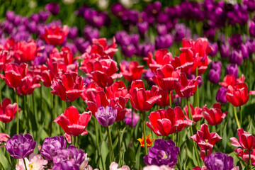Purple and red tulips blooming