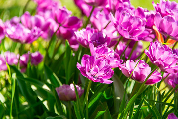 Purple tulips blooming