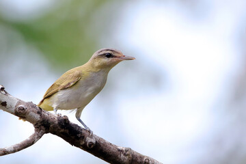 Chivi Vireo (Vireo chivi) isolated perch on a log