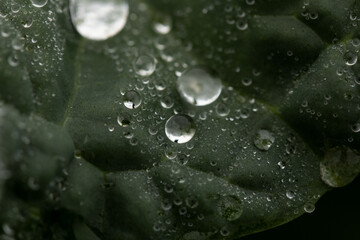 leaf with drops