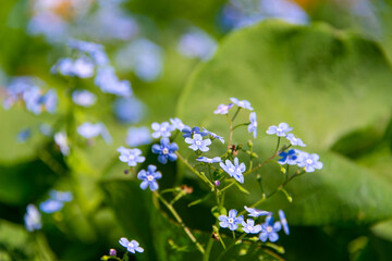 Blue forget-me-not flowers blooming