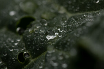 drops on leaf