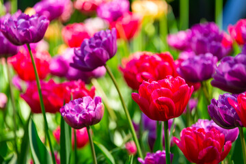 Fototapeta premium Purple and red tulips blooming