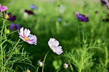 Close-up of beautiful cosmos flowers against the blurred flowers field.