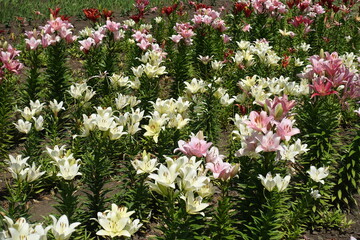 Assorted pink, white and red flowers of lilies in June