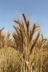 ears of wheat on a field