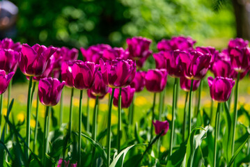 Obraz premium Purple tulips blooming