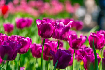 Purple tulips blooming