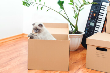 New home concept. Boxes, toys and pet in empty room. Moving house day.