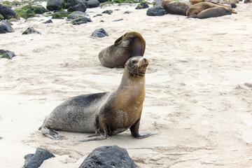 Obraz premium Lobos marinos en las Islas Galápagos - Ecuador