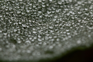 drops of water