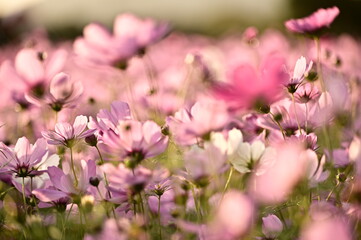 Close-up of beautiful cosmos flowers against the blurred flowers field.