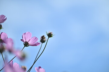 Focus on the beautiful pink cosmos flower against the blue sky.