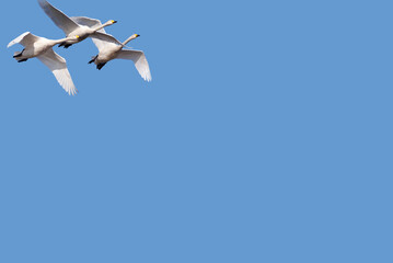 青空の下飛翔する白鳥の背景