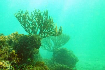 Fototapeta na wymiar Close up of big green coral under water
