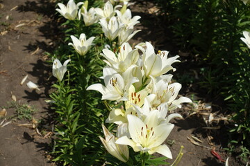 Many spotted white flowers of true lilies in June