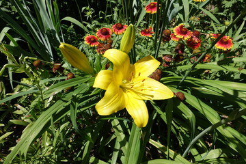 Obraz premium Big yellow flower of lily in mid June