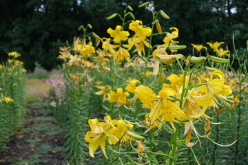 Down facing spotted yellow flowers of lilies in June