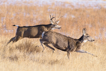 Mule deer buck chasing mule deer doe during autumn rut. Colorado Wildlife. Wild Deer on the High Plains of Colorado